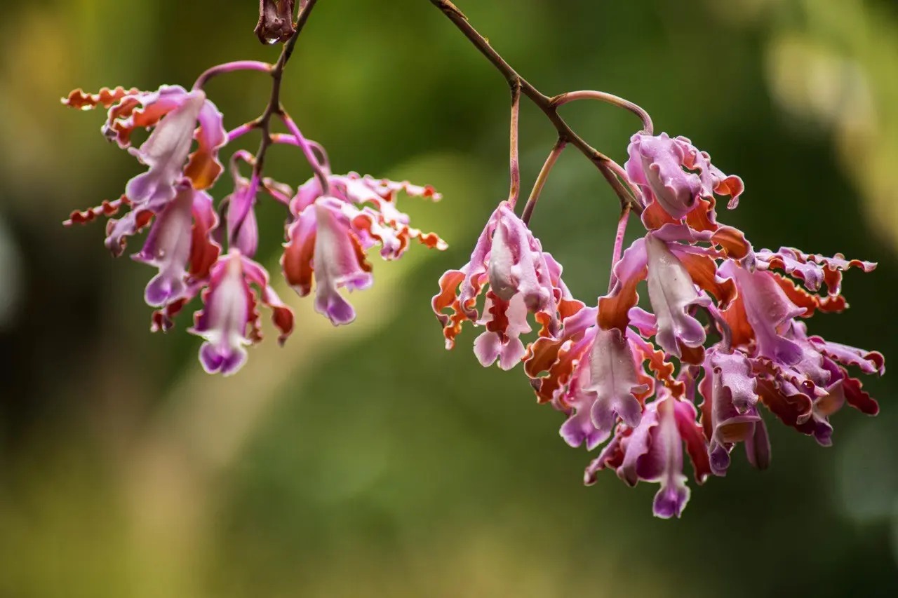 JARDÍN BOTÁNICO CUPAYNICÚ